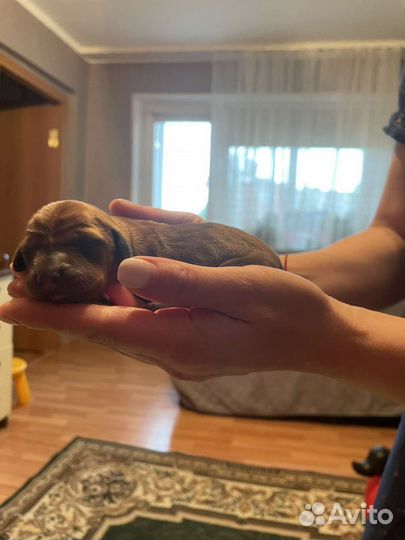 Продаются щенки таксы