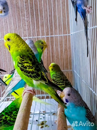 Попугай волнистый, корелла