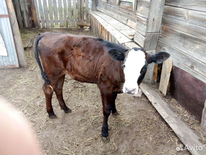Продам двух тёлочек четырех месячные