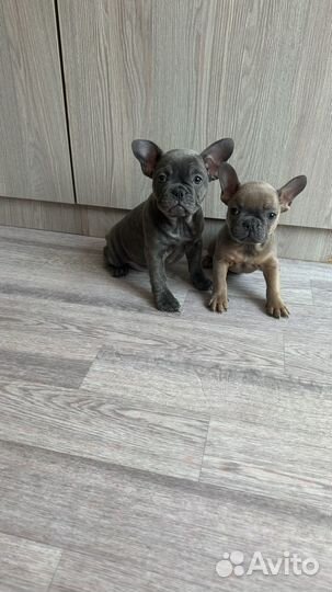 Французский бульдог цветные дети