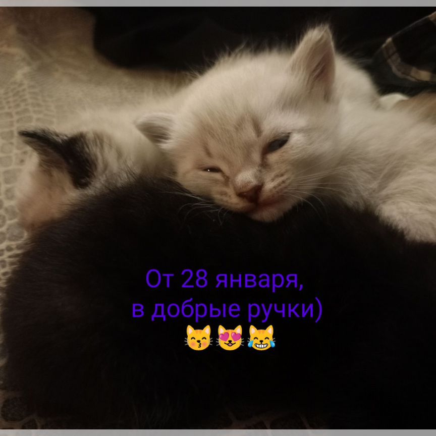 Котята