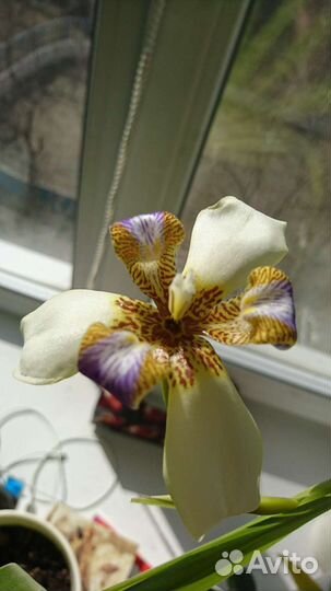 Неомарика neomarika