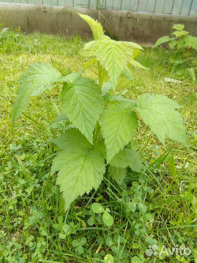 Саженцы малины