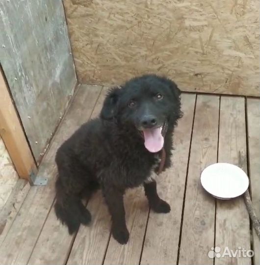 Умная собачка Мишка