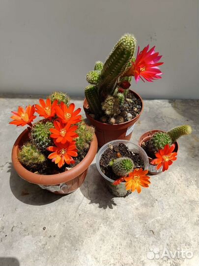 Цветущие кактусы, суккуленты