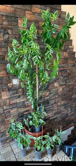 Комнатные растения -Педилантус