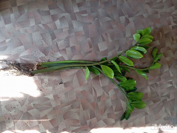 Замиокулькас