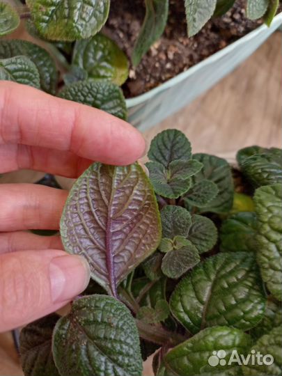 Плекрантус