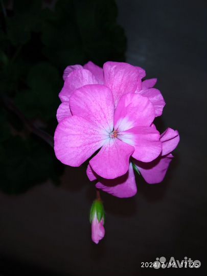 Пеларгония герань белая и розовая