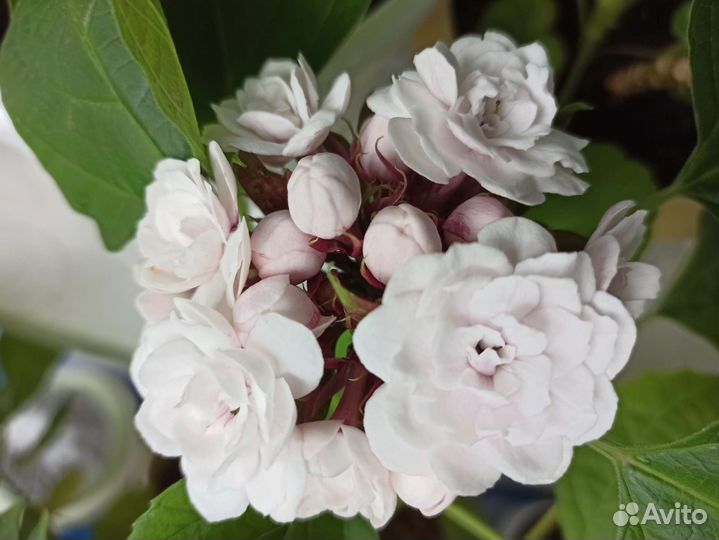 Клеродендрум филиппинский