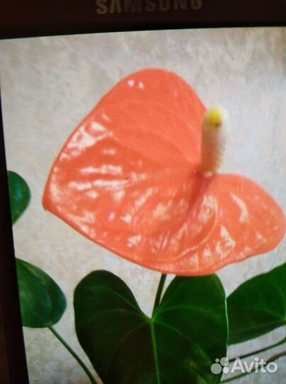 Антуриум (мужское счастье)