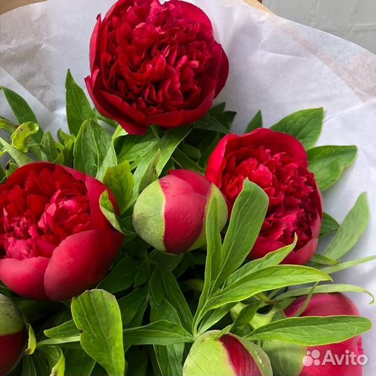 Букет из 9 импортных пионов (Economy)