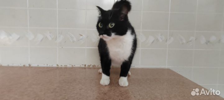 Кошка Машка