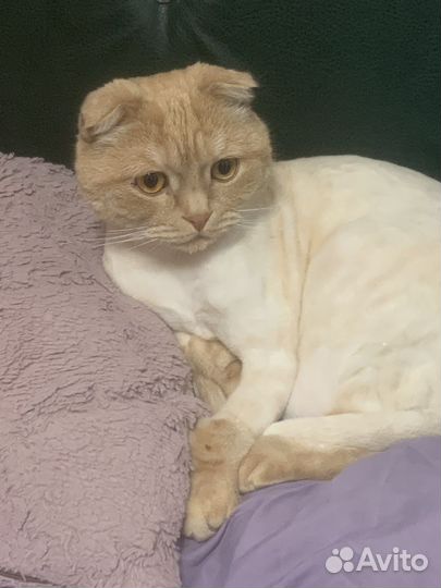 Шотландский вислоухий кот