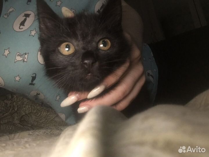 Котята черные