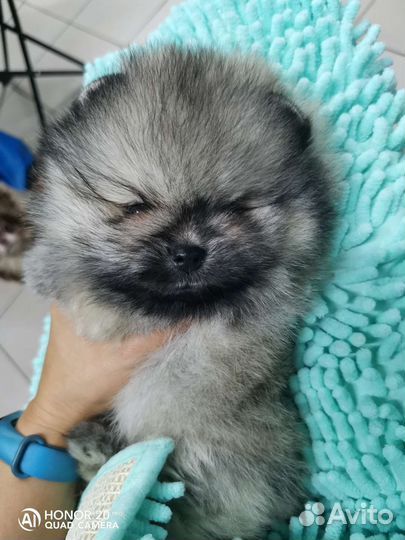 Пом мальчик шпиц