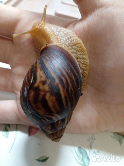 Улитка ахатина иммакулята