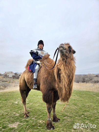 Преподаватель английского языка, Admin Thai spa