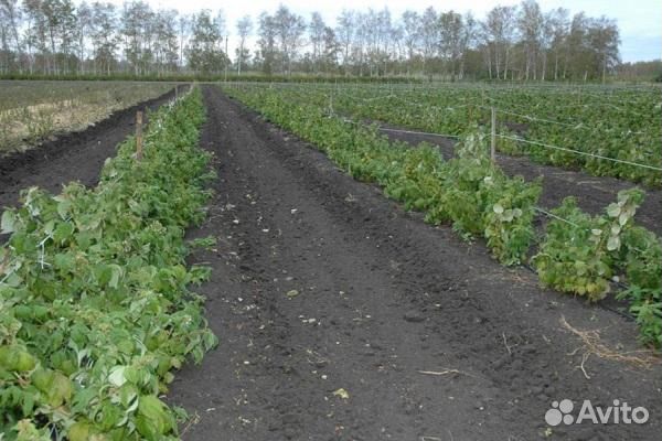 Саженцы малины