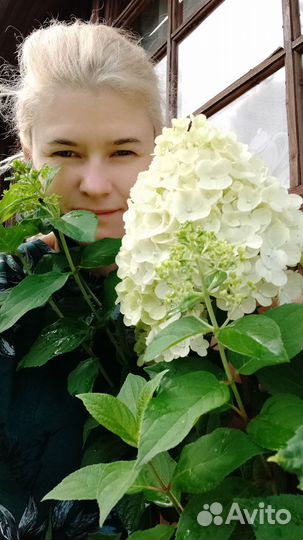 Гортензия метельчатая Полестар, шугараш,Ванила,др