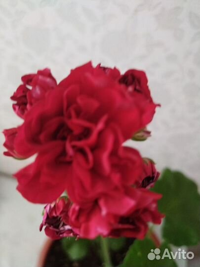 Пеларгония сортовая