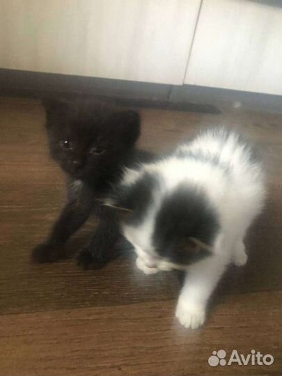 Котята