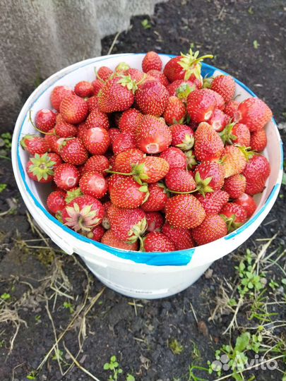 Рассада клубники