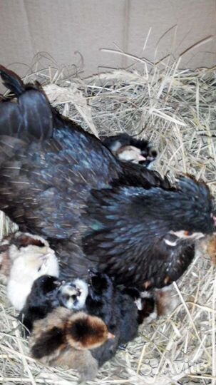 Петушки и курочки бентамки