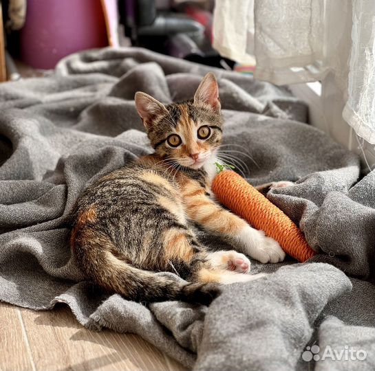 Котенок девочка ищет добрые руки