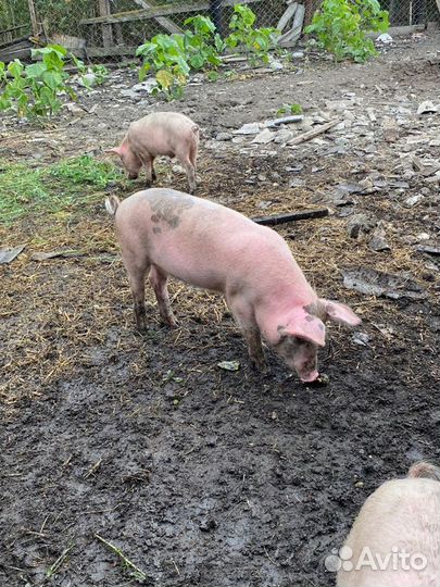 Поросята
