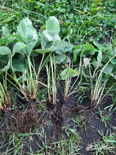 Рассада, малины клубники Азия, Купчиха и др