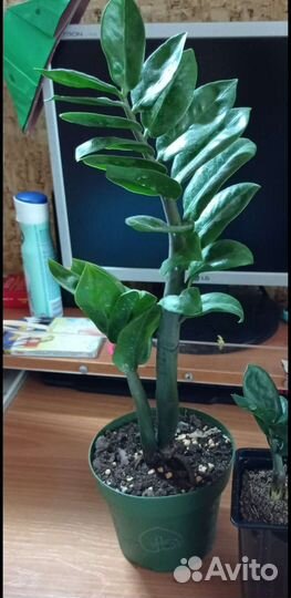 Замиокулькас Зензи-жук