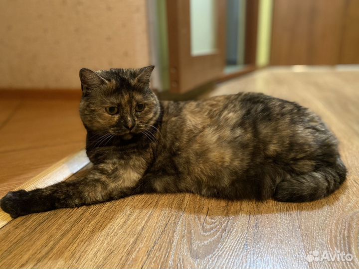 Ласковые коты ищут дом