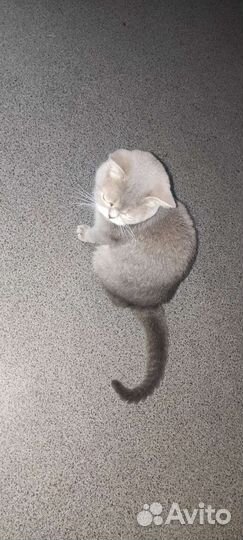 Шотландская кошка