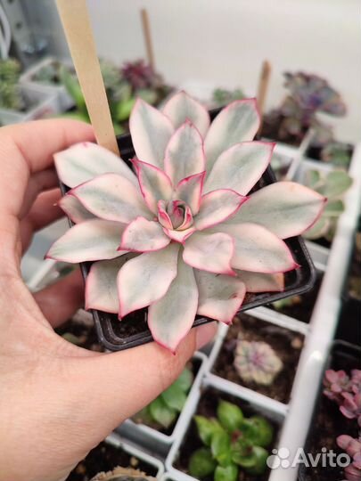 Суккуленты