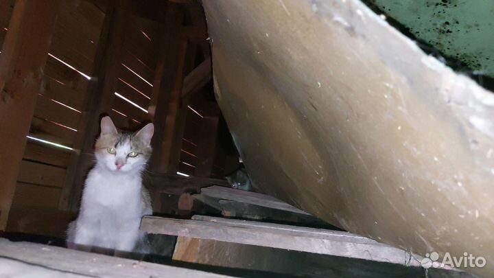 Кошка в дар