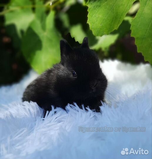 Карликовые кролики