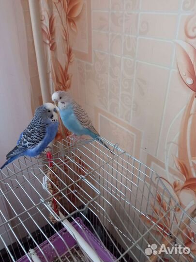 Волнистые попугайчики парочка с клеткой