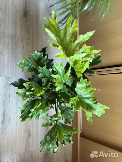 Филодендрон село