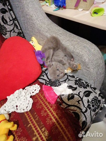 Шотландские котята