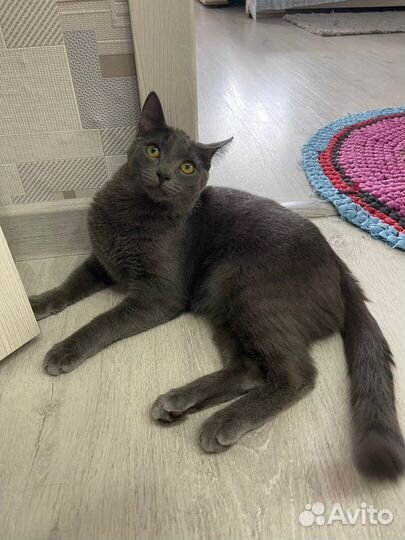 Котята ищут дом