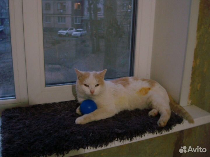 Кот в добрые руки бесплатно