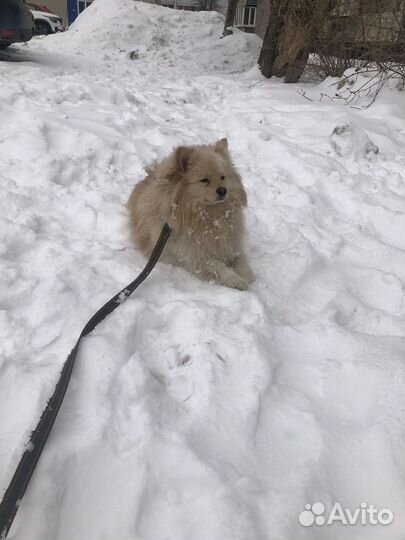 Шерсть с пухом собачья для валяния и прядения