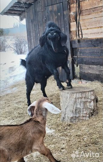 Продаются козлики