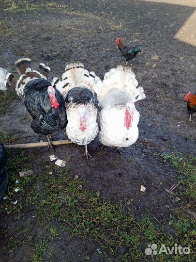 Индюки домашние
