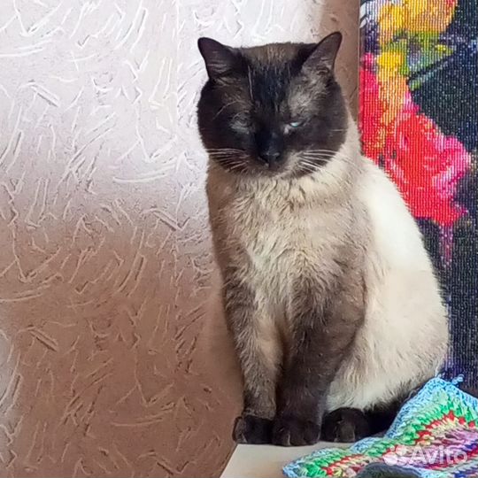 Сиамский кот,в добрые руки