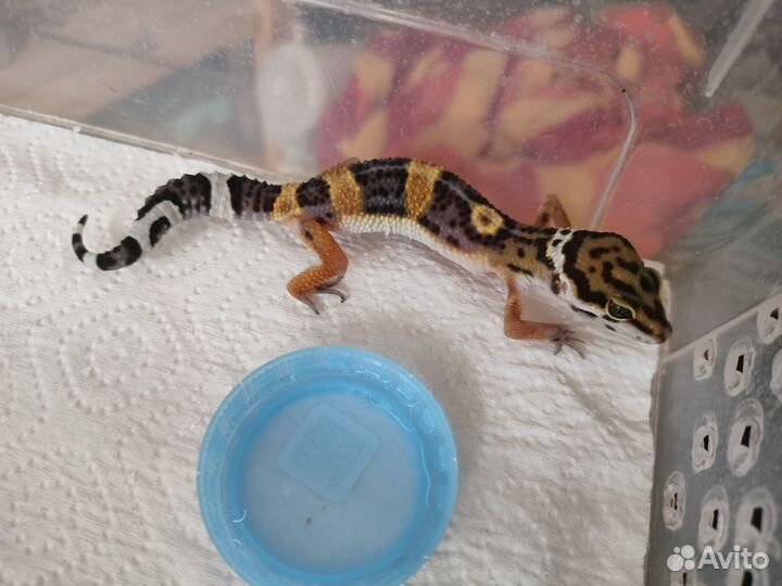 Эублефары разных морф