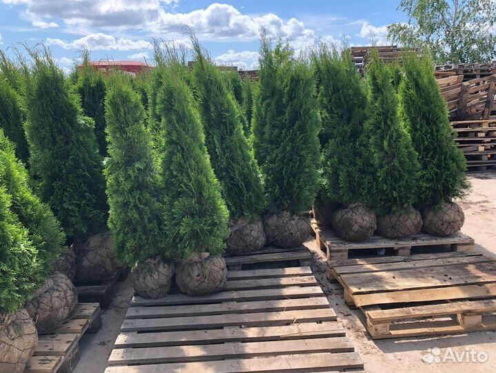 Туя Смарагд, Колумна, Брабант оптом