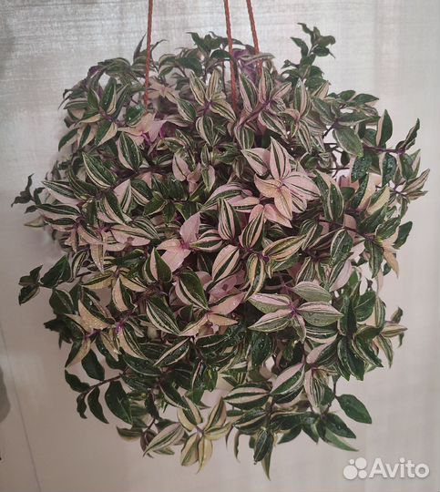 Традесканция триколор Rainbow Hill(Радужный холм)