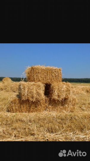 Сено луговое, солома 2023 года
